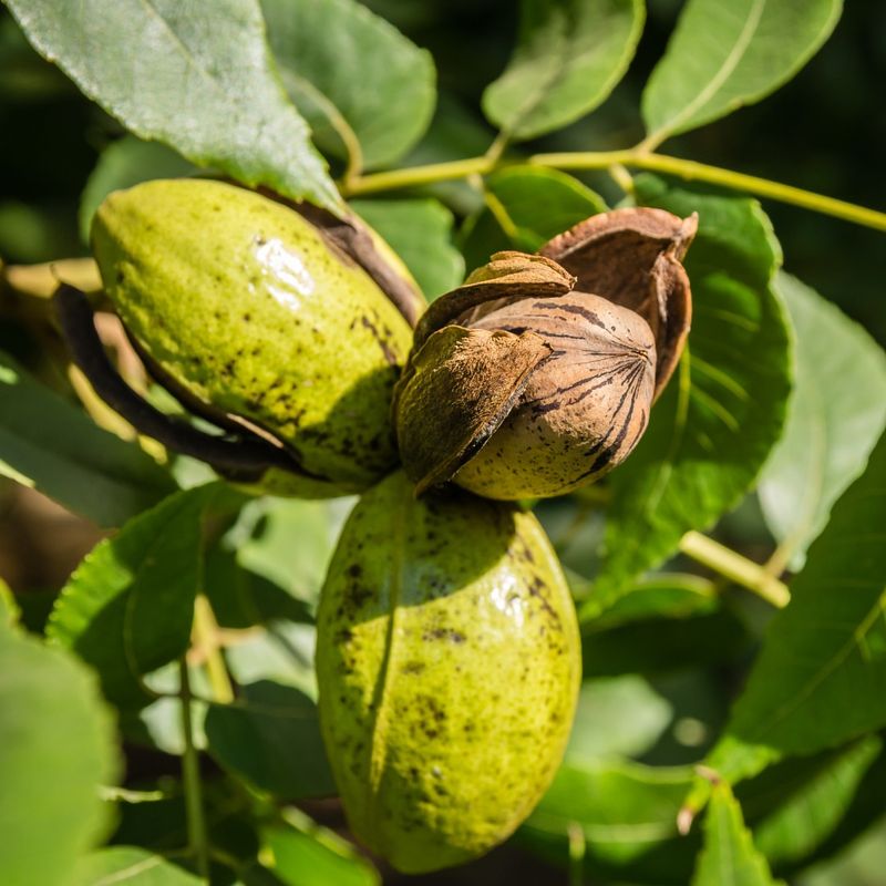 Pecan