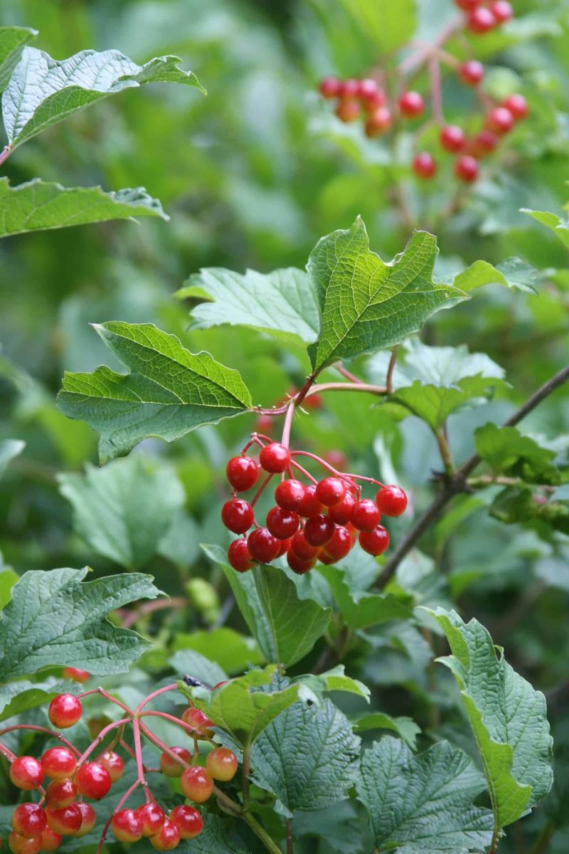 High-Bush Cranberry