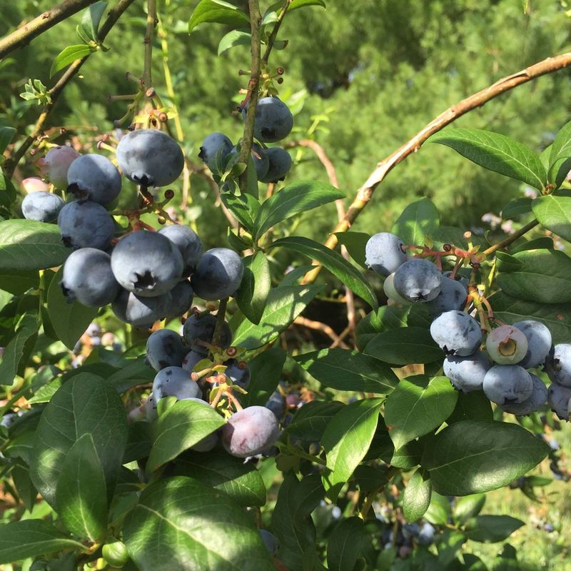 Aronia Berries