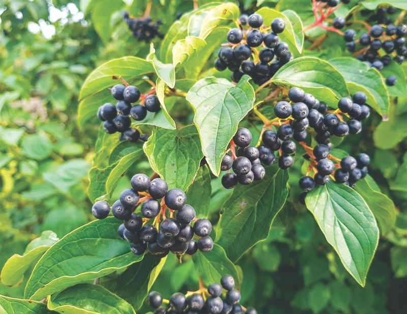 Chokeberry (Aronia melanocarpa)