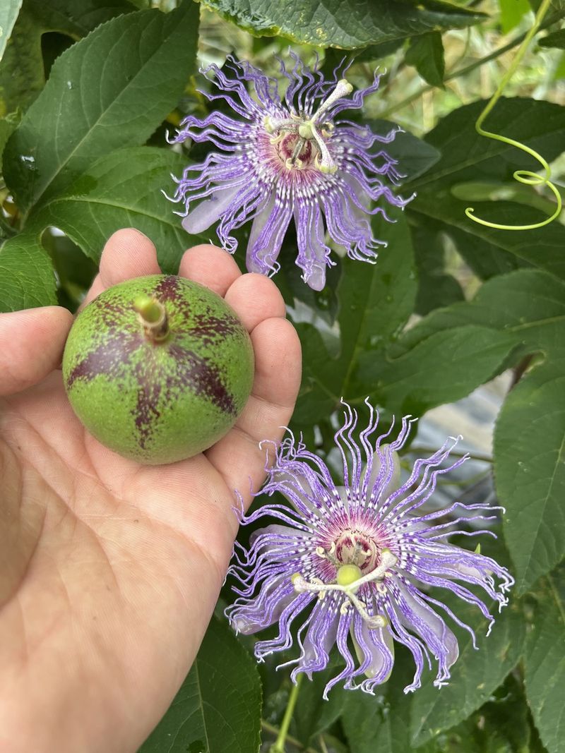Hardy Passionfruit: Tropical Flavor For Northern Gardens