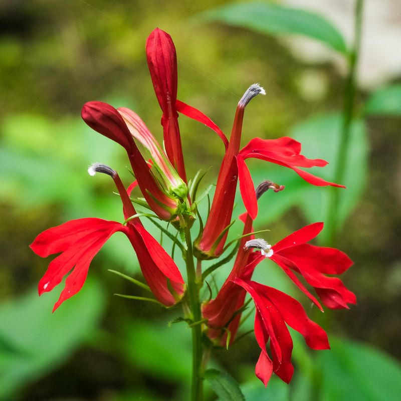 Cardinal Flower: Hummingbird Heaven