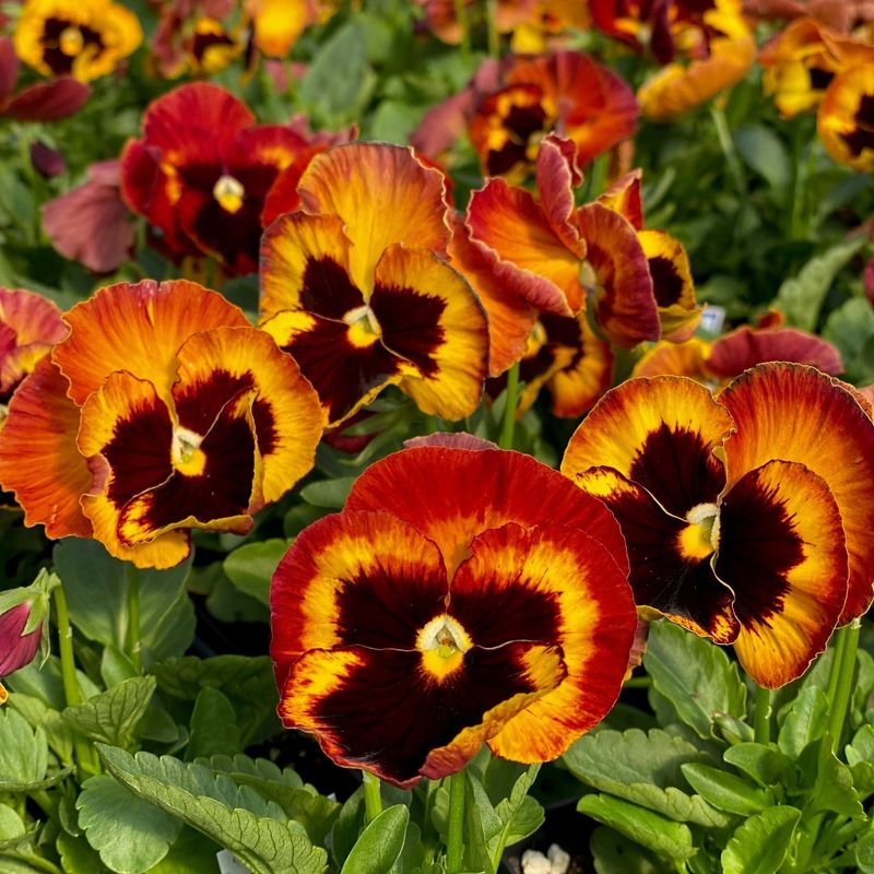 Plant Fall Pansies For Lasting Color