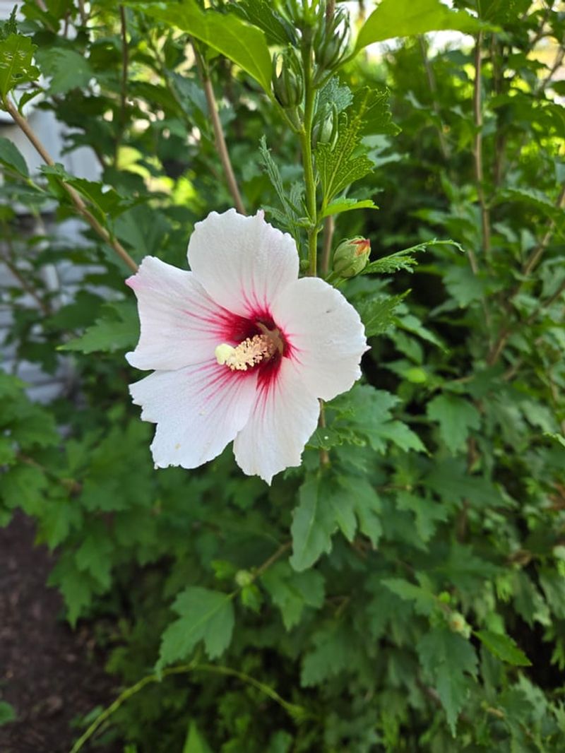 Rose of Sharon