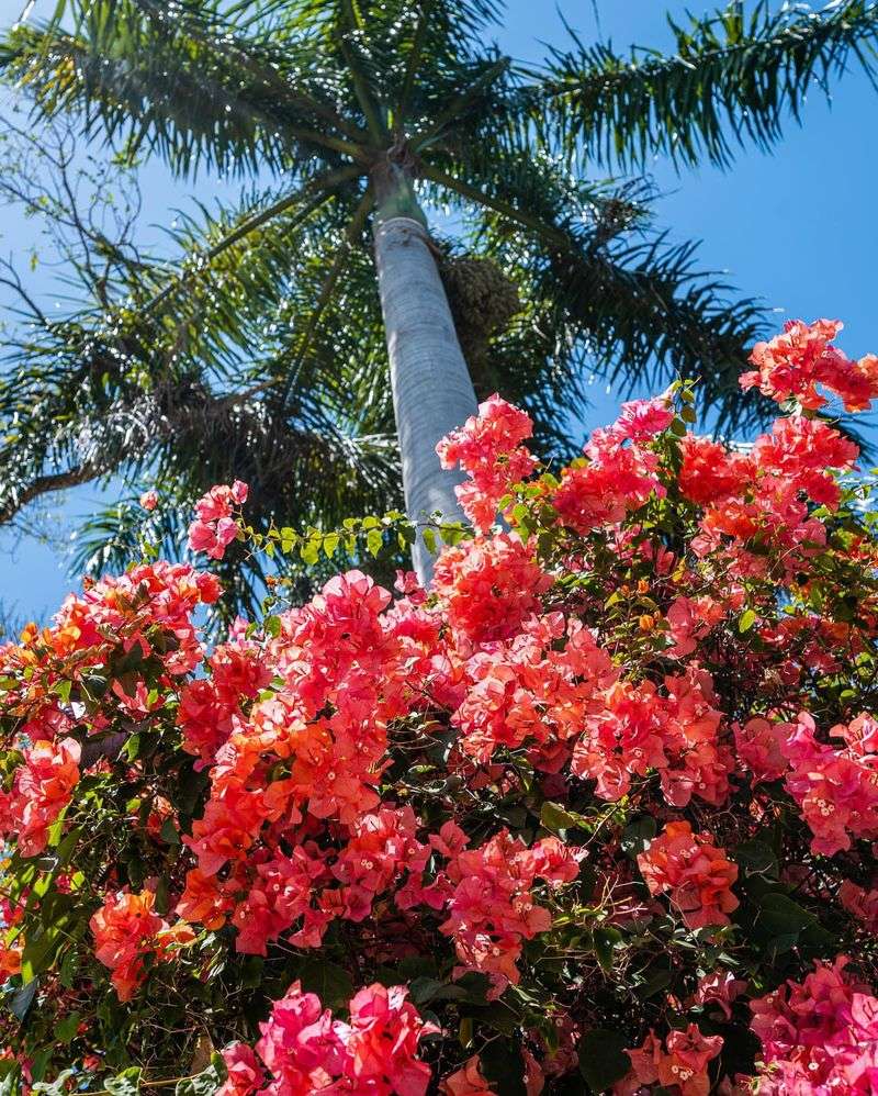 Bougainvillea-Draped Arches In Coral Gables