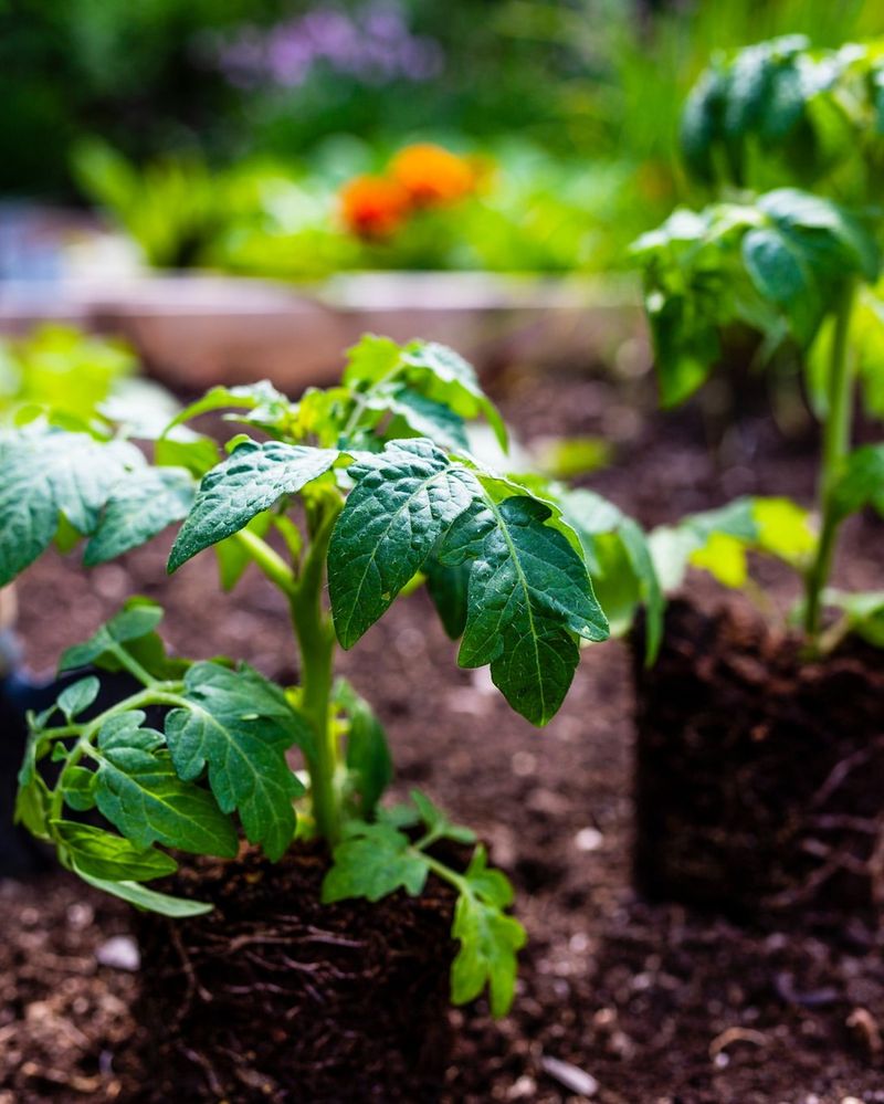 Clay-Heavy Soil Patches