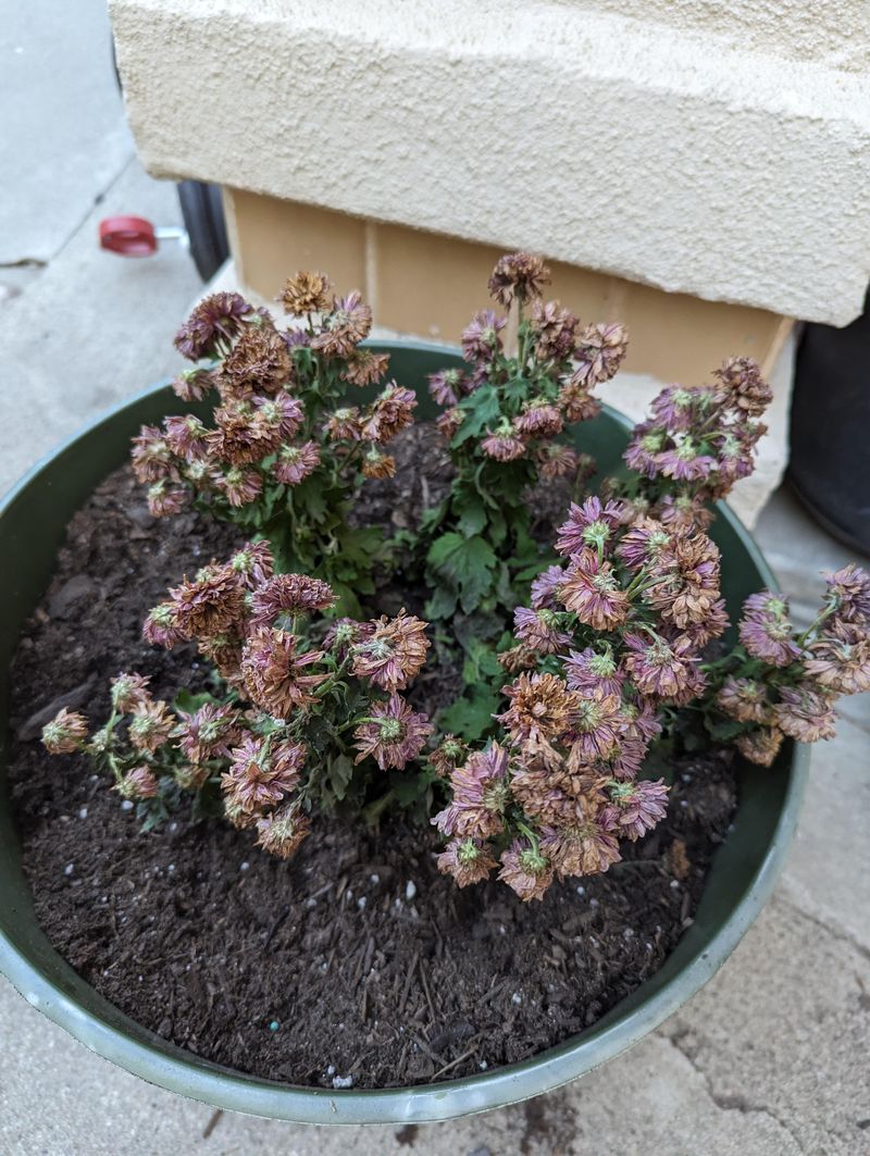 Neglecting Container Drainage