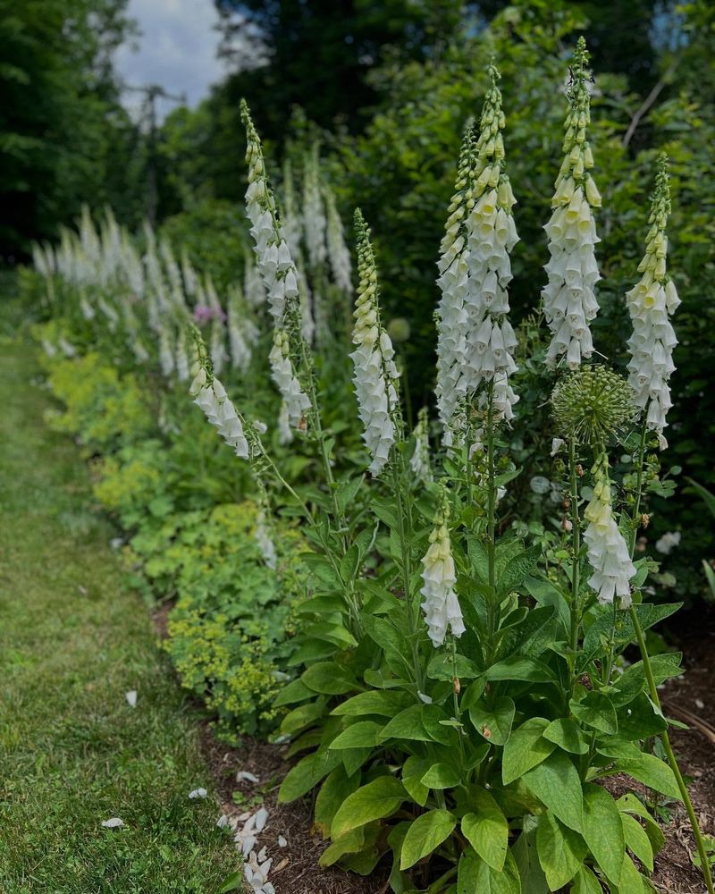 Foxglove Forests Of Mystic