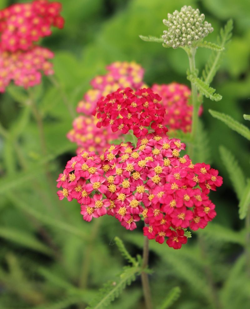 Yarrow (Achillea)