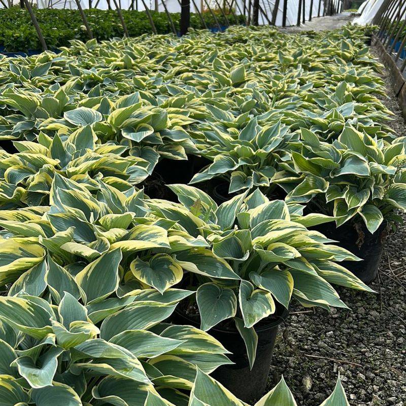 Hosta