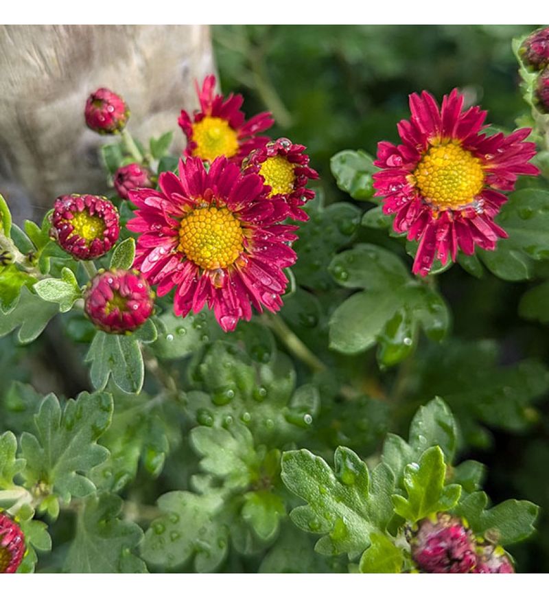 Will's Wonderful Chrysanthemum