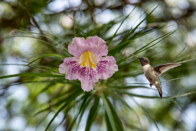 Fragrance That Signals Food To Pollinators