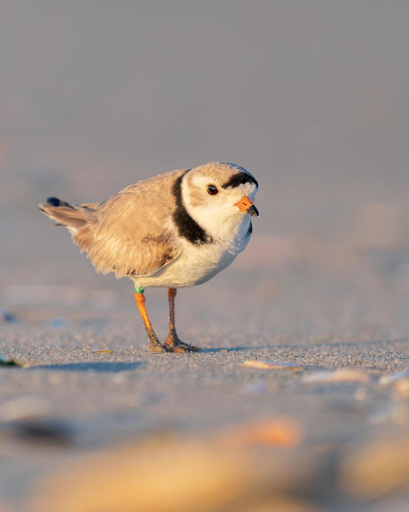Piping Plover