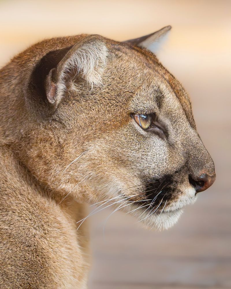 Florida Panthers Passing Through Rural Properties