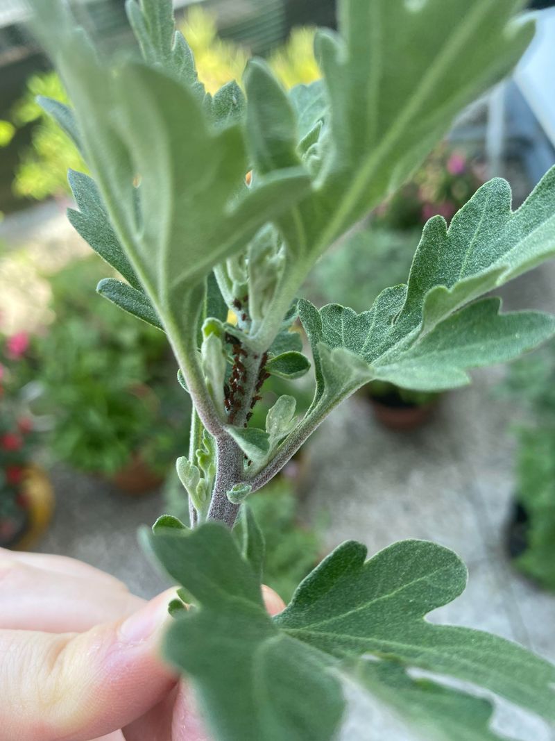 Control Pests Before They Control Your Mums