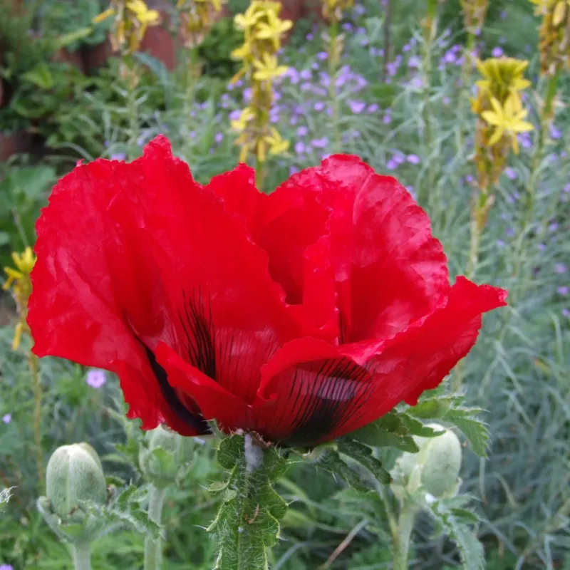Oriental Poppy