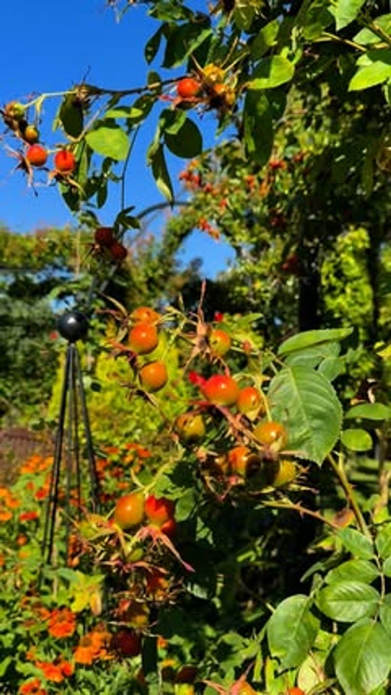 Rose Hips Forming