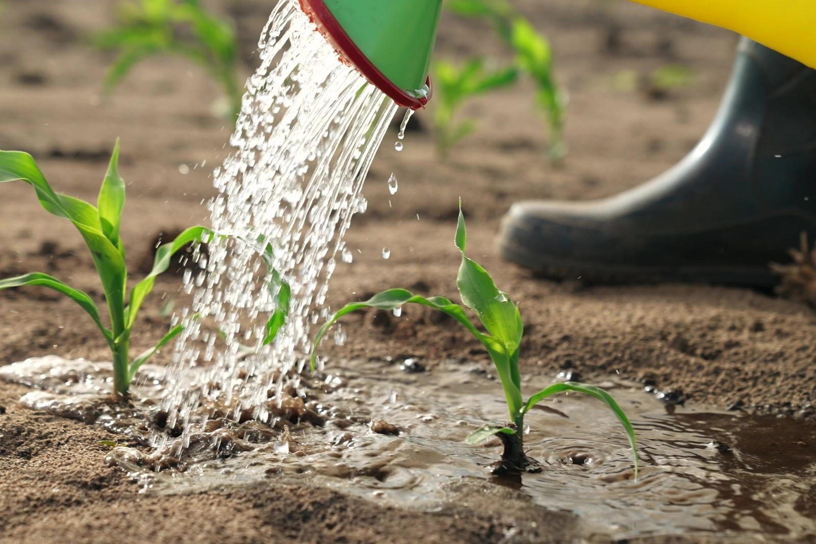 Should You Keep Watering Plants In Fall In North Carolina