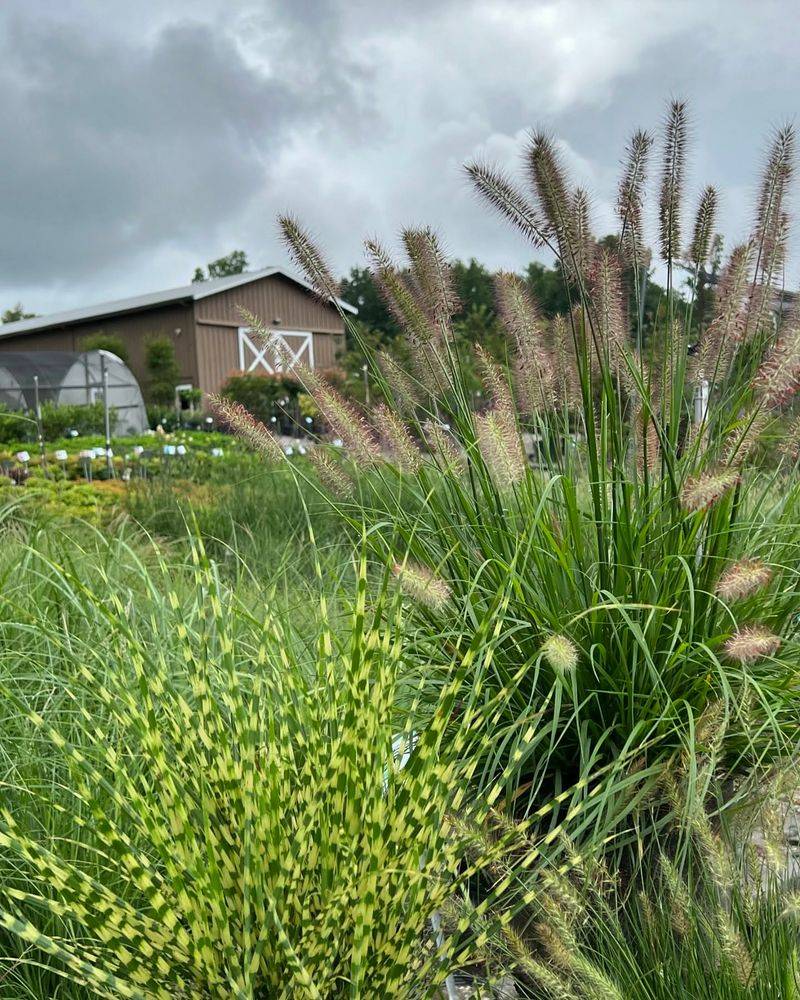 Dramatic Ornamental Grasses
