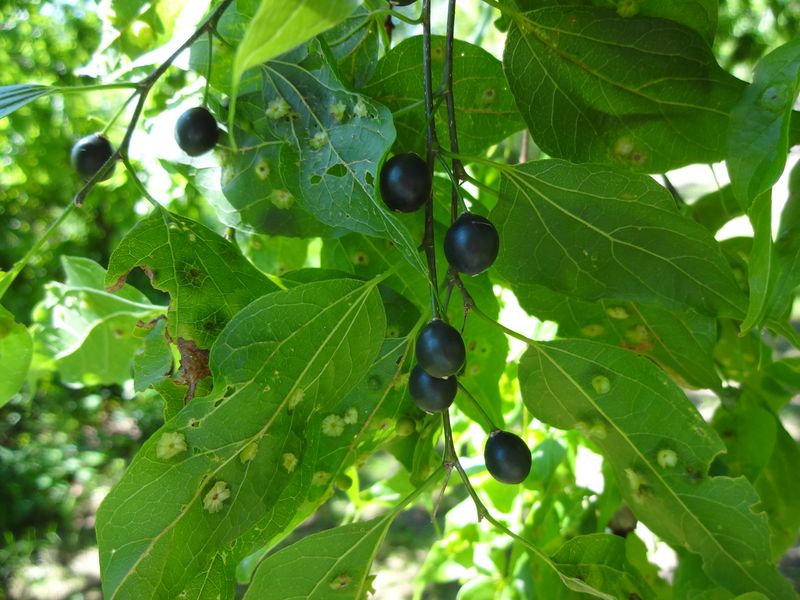 Hackberry Trees