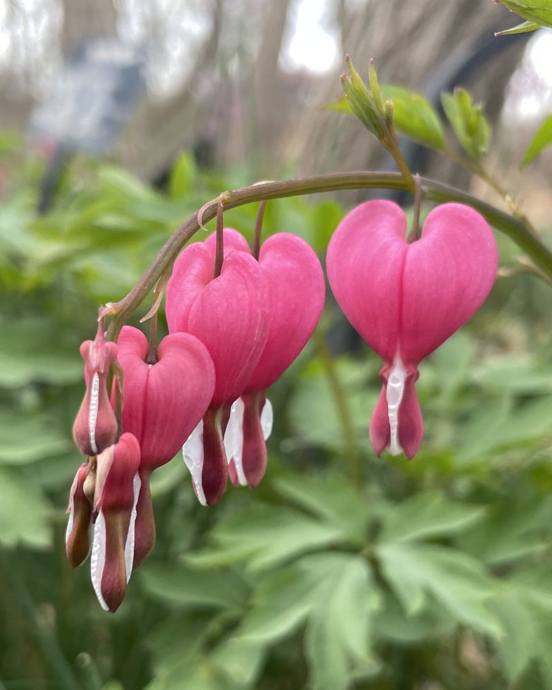 Bleeding Heart (Dicentra spectabilis)