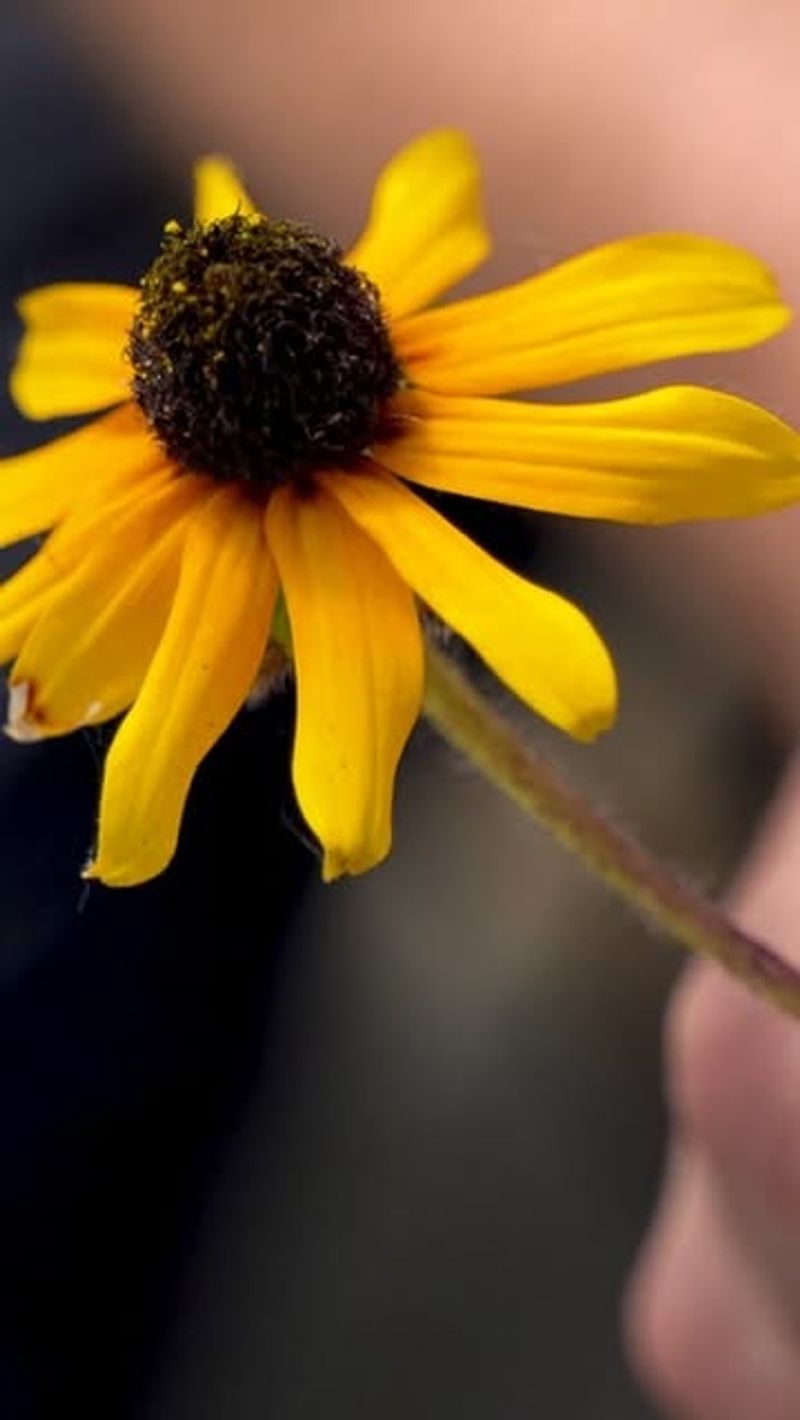 Black-Eyed Susan
