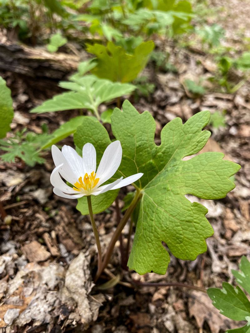 Bloodroot: Native Beauty For Woodland Gardens