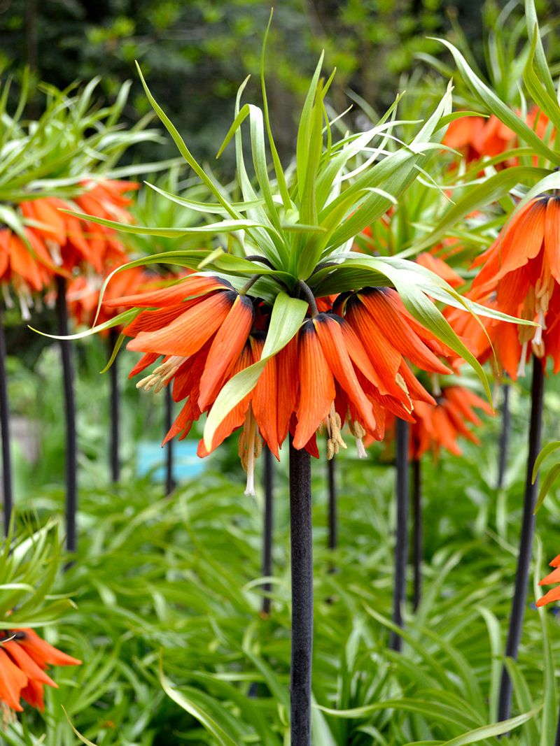 Crown Imperial (Fritillaria imperialis)