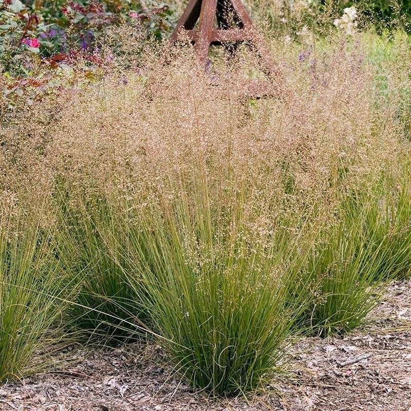 Prairie Dropseed Forms Perfect Mounds