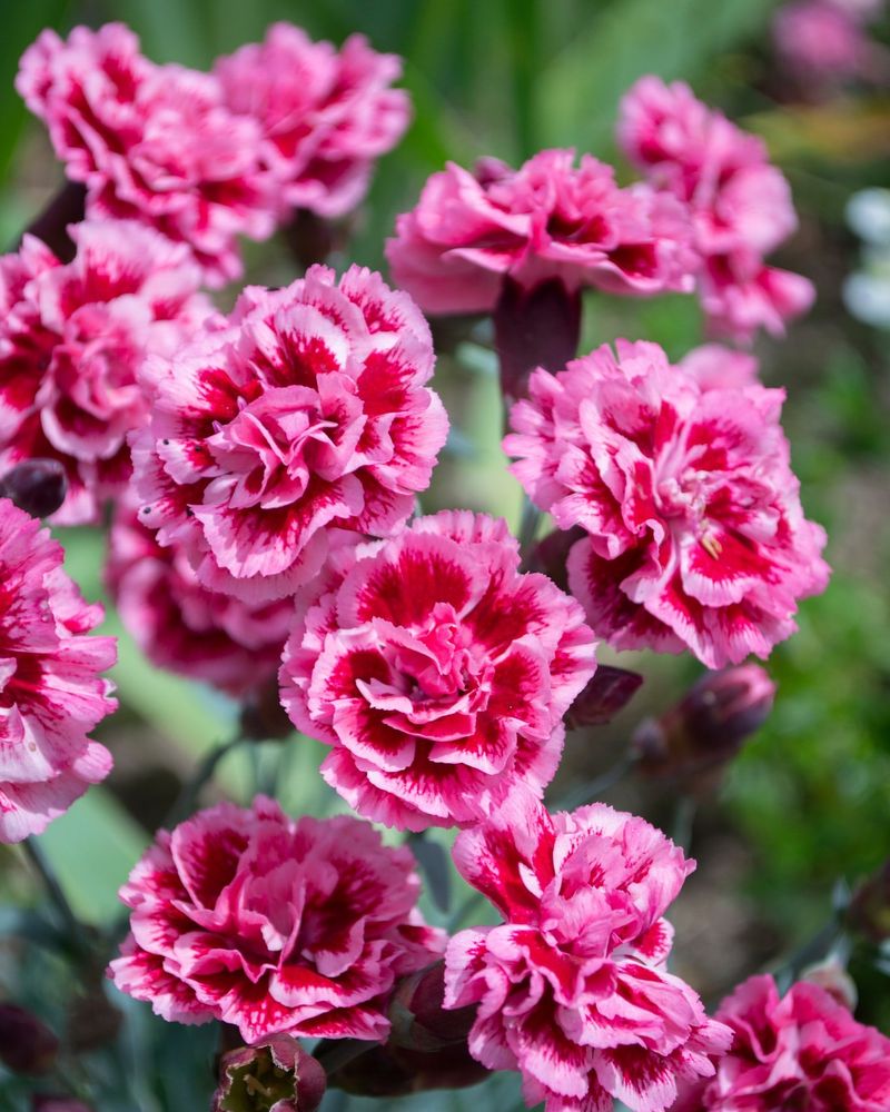 Dianthus: Sweet William's Spicy Charm
