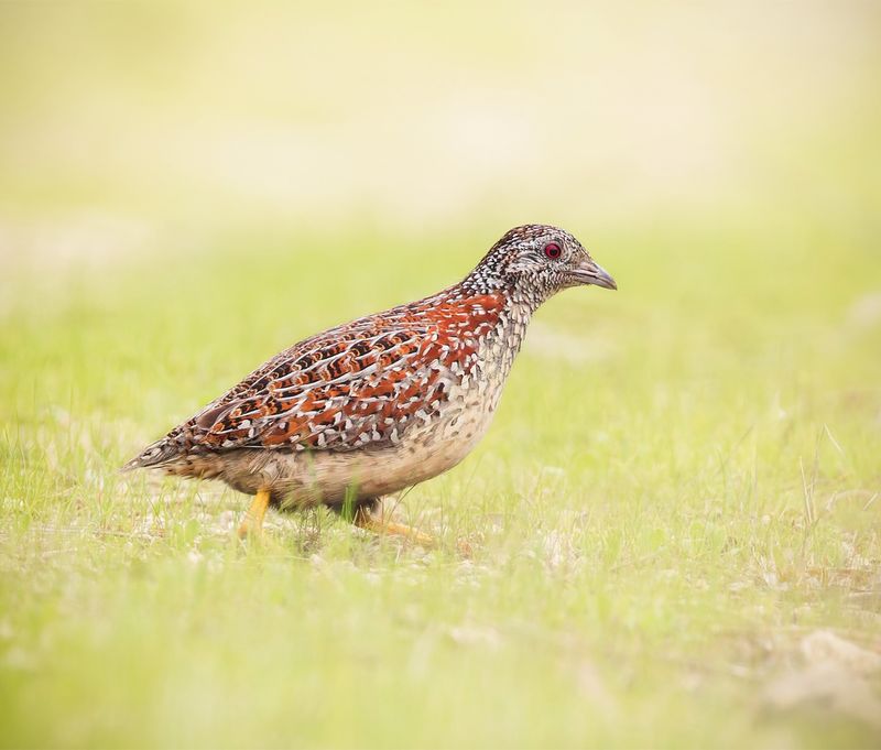 Button Quail