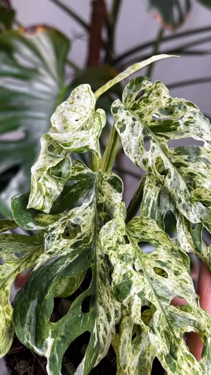 Ficus Elastica 'Doescheri'