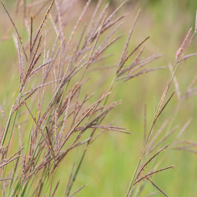Big Bluestem: The Towering Prairie Giant