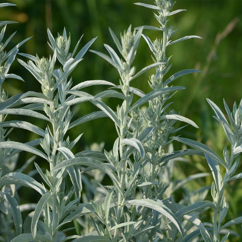 Artemisia