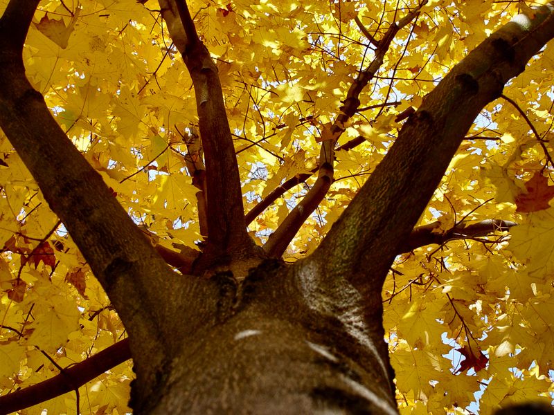 Norway Maple (Acer platanoides)