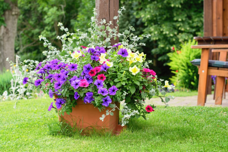 petunias (featured image)