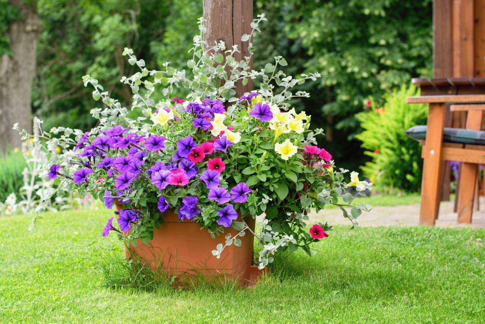 Simple Steps To Save Petunias In Illinois Gardens