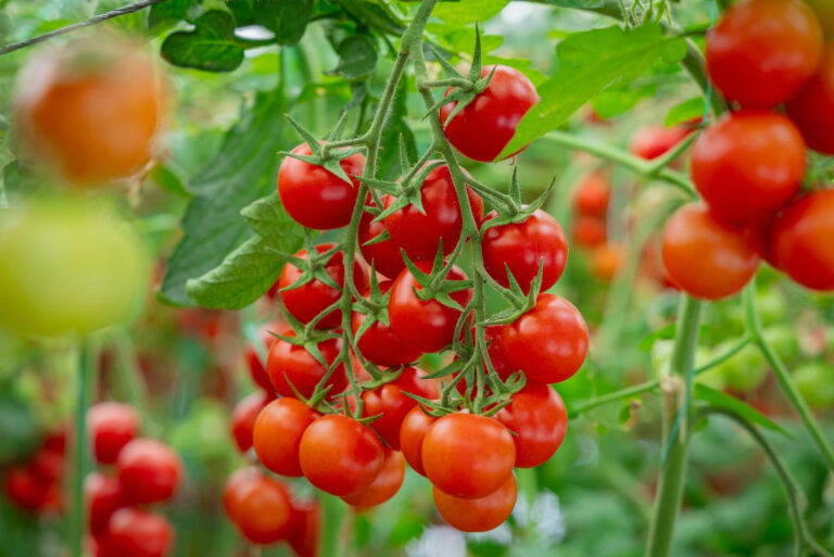 Tomatoes (featured image)