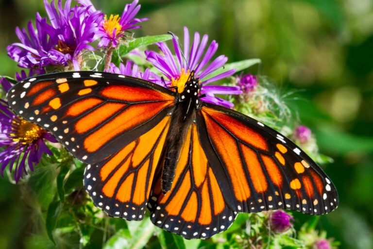 Monarch Butterflies (featured image)
