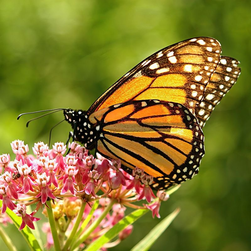 Plant Milkweed