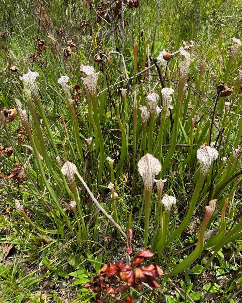Weeks Bay Reserve