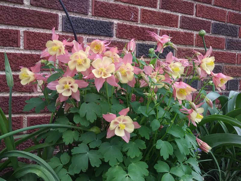 Native replacement plants