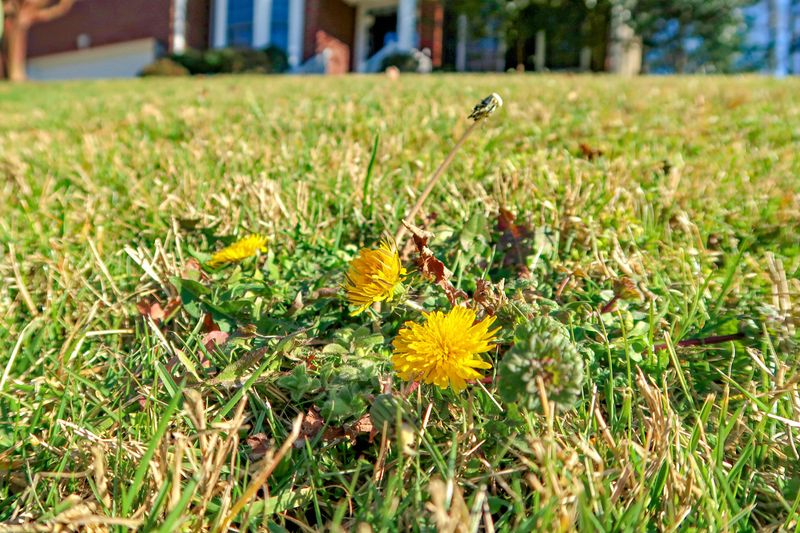 Overlooking Weed Prevention