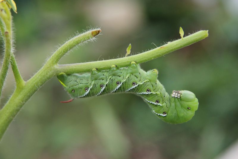 Overlooking Insect Damage