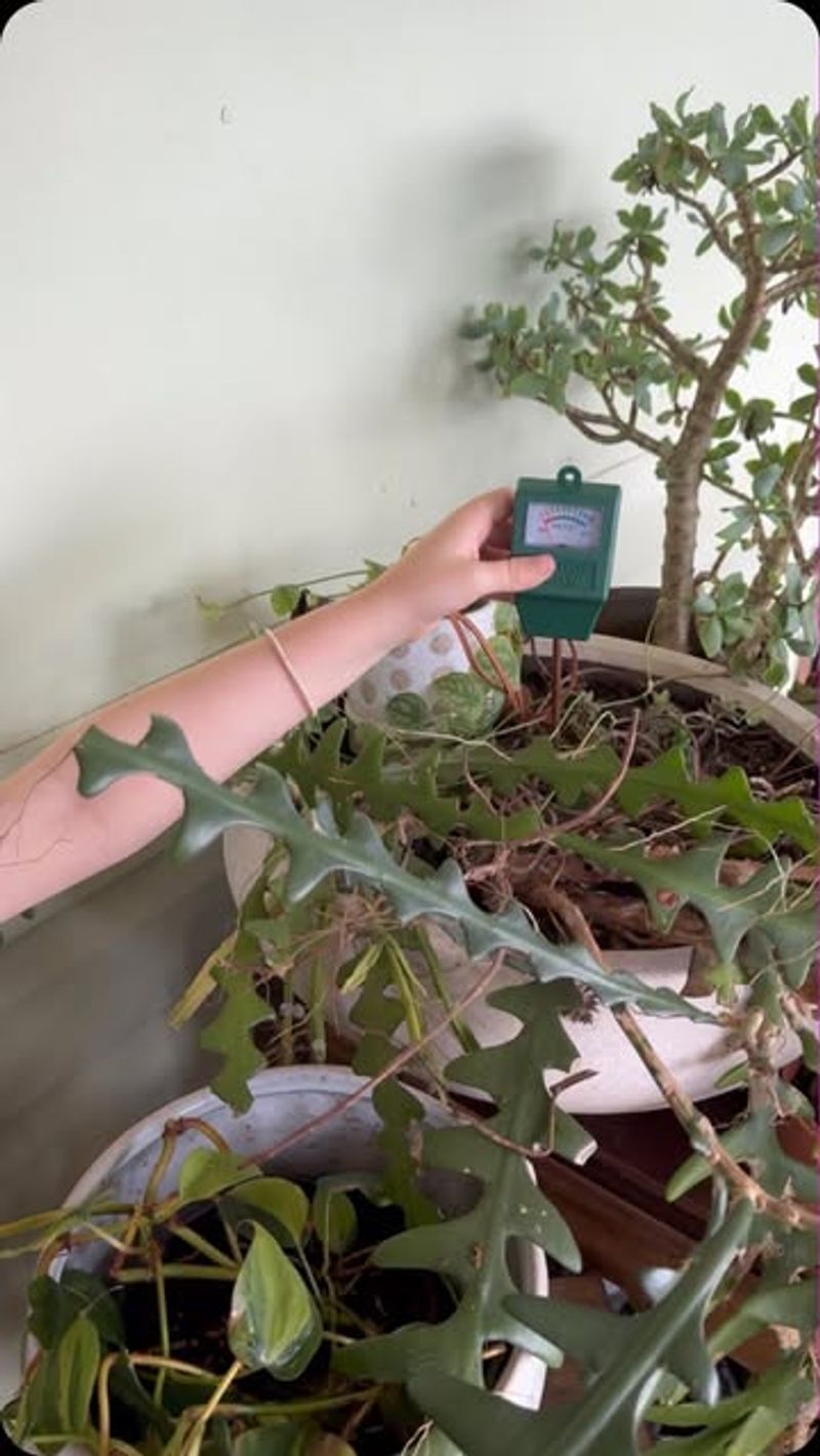 Watering On A Strict Schedule