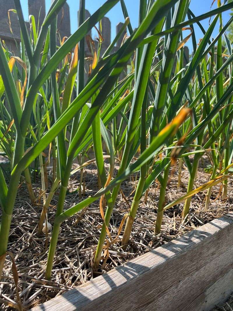 Watering Mistakes