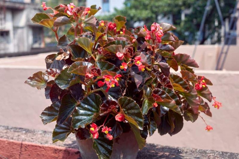Weather-Resistant Begonias