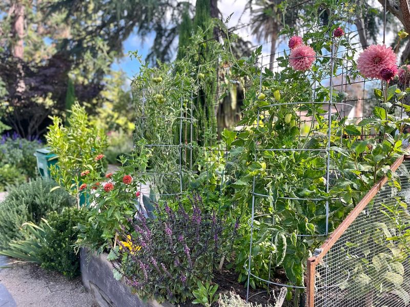 Year-Round Growing Potential In Oakland's Climate