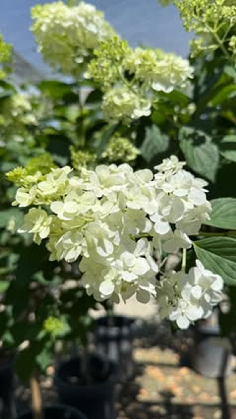 Leafcutter Bees