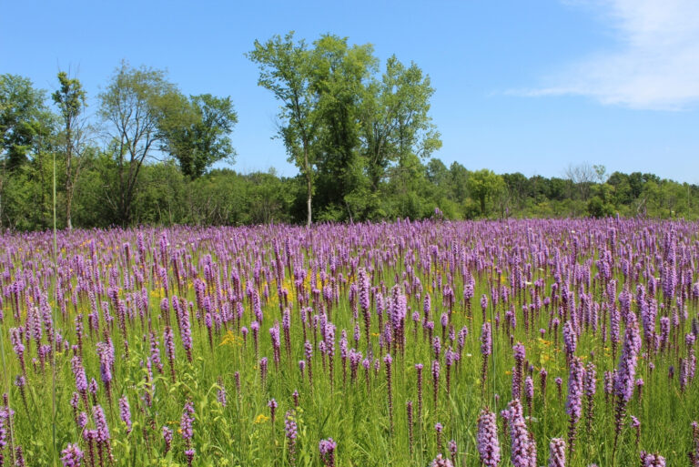 Prairie blazing stars in a meadow with blue sky at Camp Pine Woods in Des Plaines, Illinois (featured image)